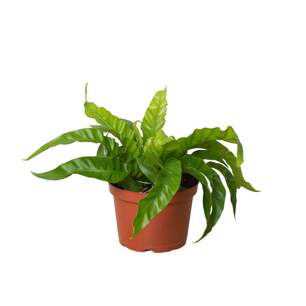 birds nest fern online Fern 'Bird's Nest Hurricane'