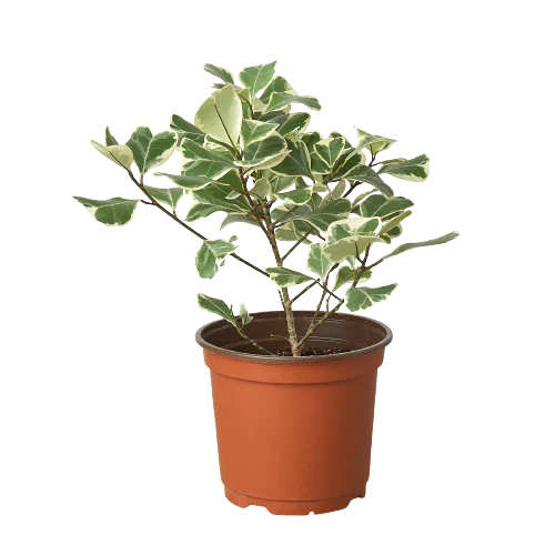 Ficus Elastica 'Triangularis' Variegated