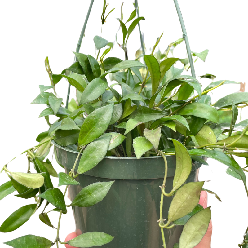 Hoya 'Lacunosa'