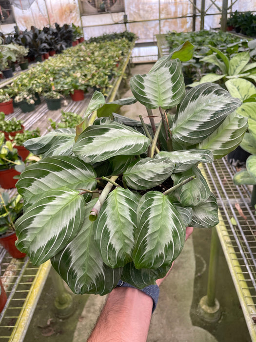 Maranta 'Silver Band'