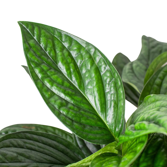 buy monstera peru The Snobby Leaf | Monstera 'Peru' - 4 inch Pot