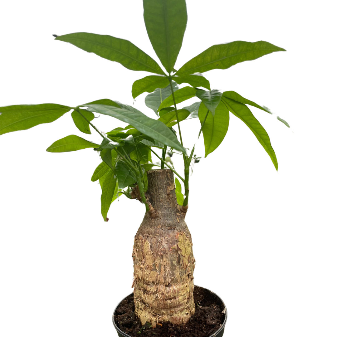 walk off the earth money tree Money Tree 'Guiana Chestnut' Pachira Stump — The Gardeners' Choice
