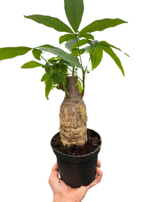 money tree in el cajon Money Tree 'Guiana Chestnut' Pachira Stump — The Gardeners' Choice