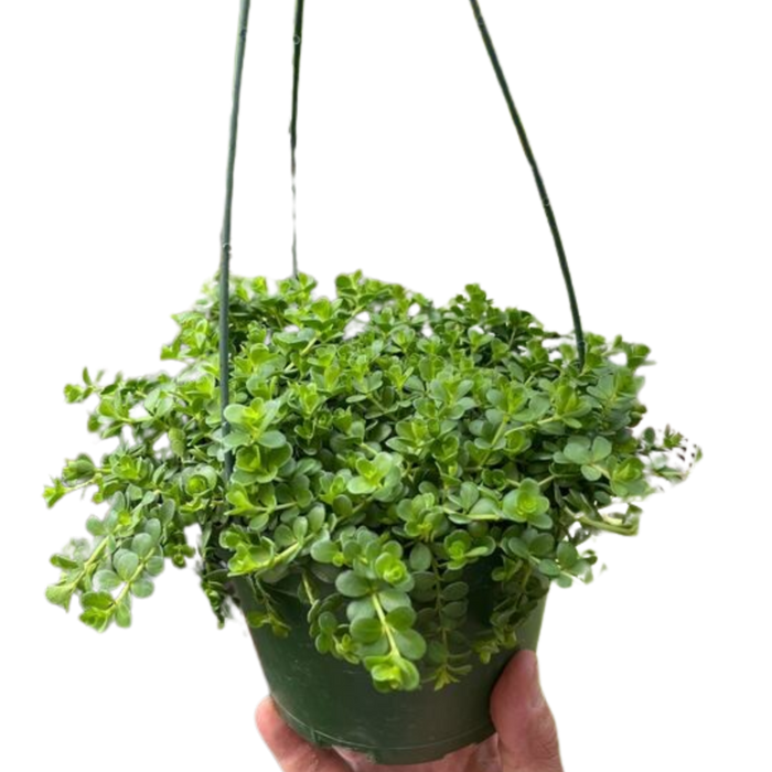 radiator plant succulent Peperomia Deppeana