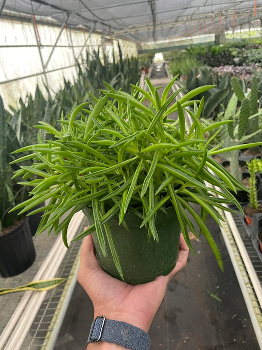peperomia succulent Peperomia 'Green Bean' — The Gardeners' Choice