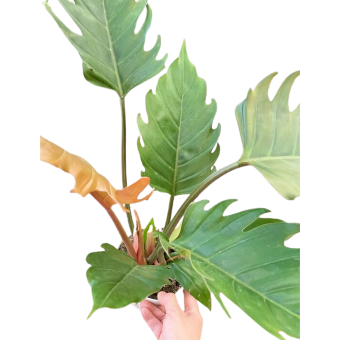 philodendron botanical name Philodendron Caramel Pluto