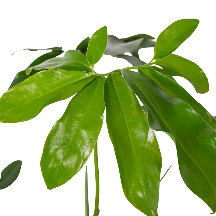 philodendron goeldii height Philodendron 'Goeldii' — The Gardeners' Choice