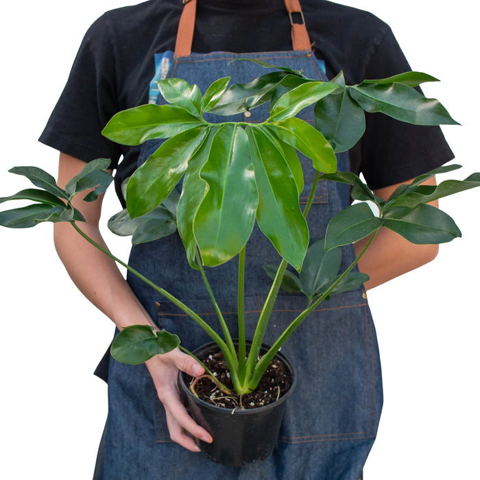 Philodendron 'Goeldii'