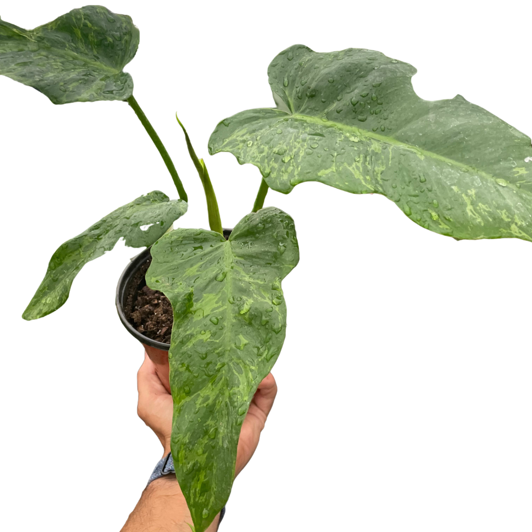 philodendron golden dragon care Philodendron 'Golden Dragon' — The Gardeners' Choice