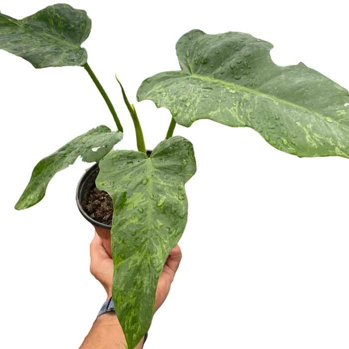 philodendron green dragon scientific name Philodendron 'Golden Dragon'