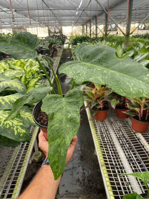 philodendron lime fiddle vs golden dragon Philodendron 'Golden Dragon' — The Gardeners' Choice