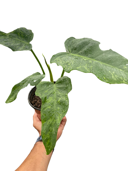 philodendron golden dragon price Philodendron 'Golden Dragon' — The Gardeners' Choice