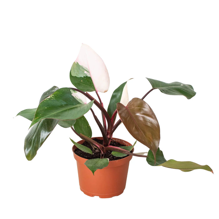 pink princess philodendron online Philodendron 'Pink Princess'