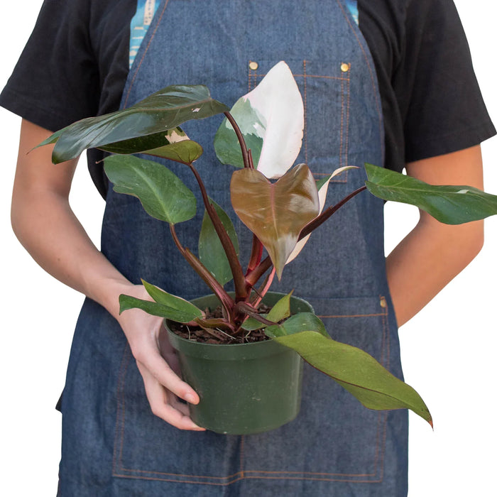 philodendron & 39 Philodendron 'Pink Princess'