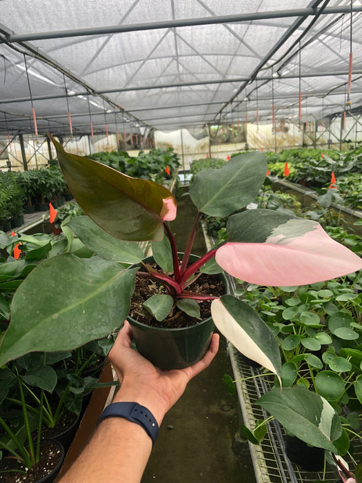 Philodendron 'Pink Princess'