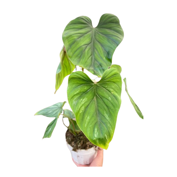 Philodendron PlowManii