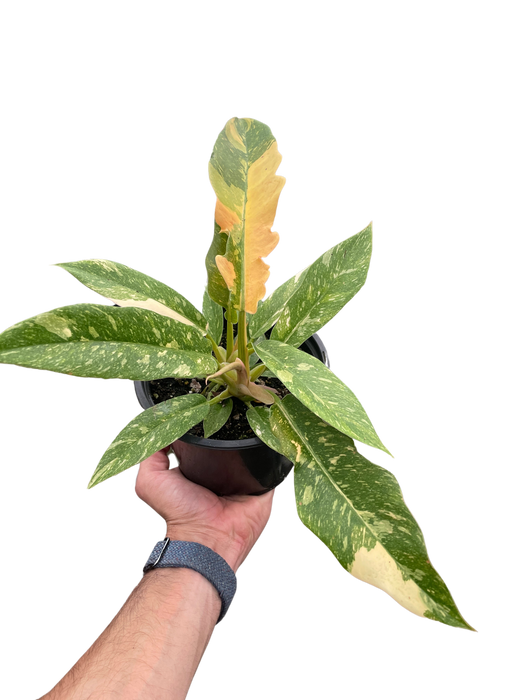 variegated philodendron ring of fire Philodendron Ring of Fire Variegated