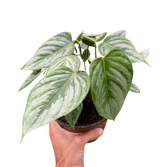 Philodendron 'Sodiroi'