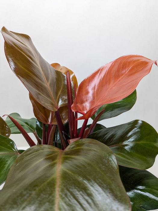 philodendron full sun Wekiva Foliage Philodendron Sun Red - Live Plant in a 4 Inch Pot - Philodendron Selloum 'Sun Red'