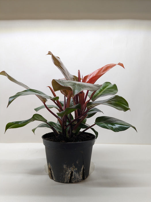 sunset philodendron Wekiva Foliage Philodendron Sun Red - Live Plant in a 4 Inch Pot - Philodendron Selloum 'Sun Red'