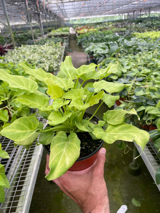 Philodendron 'Xanadu' Variegated