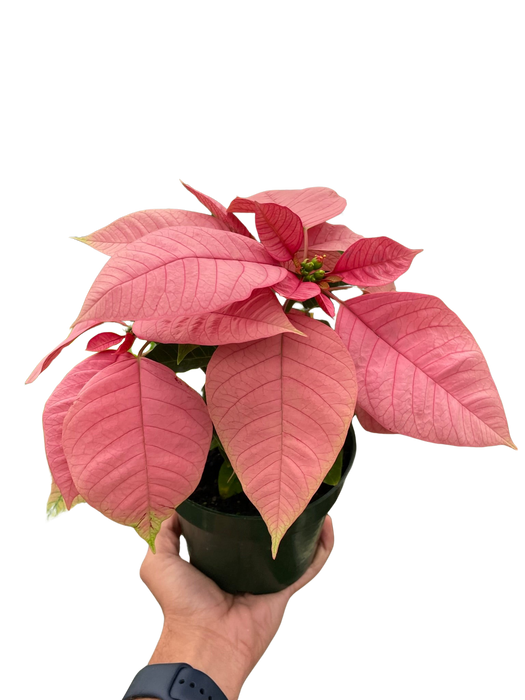 Poinsettia 'Pink'