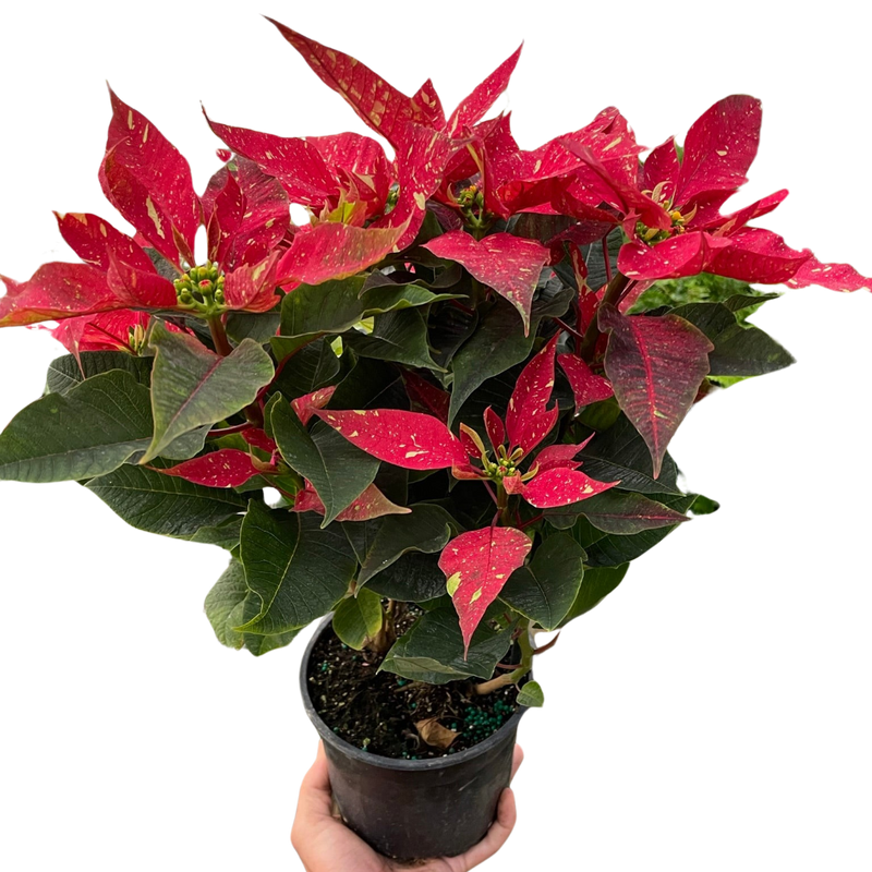 Poinsettia 'Red Glitter'