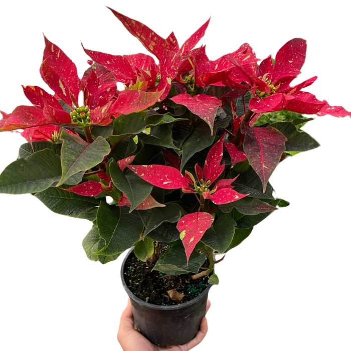 Poinsettia 'Red Glitter'