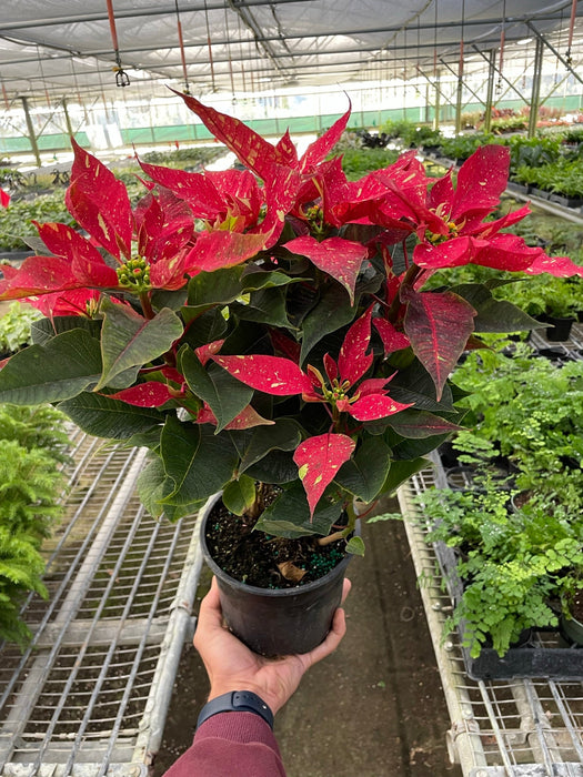 Poinsettia 'Red Glitter'