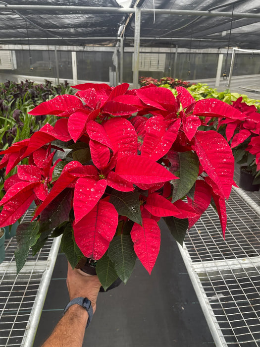 Poinsettia 'Red'