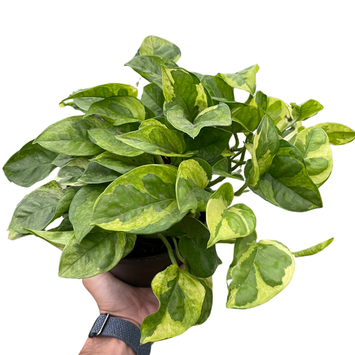 Pothos 'Lemon Meringue'