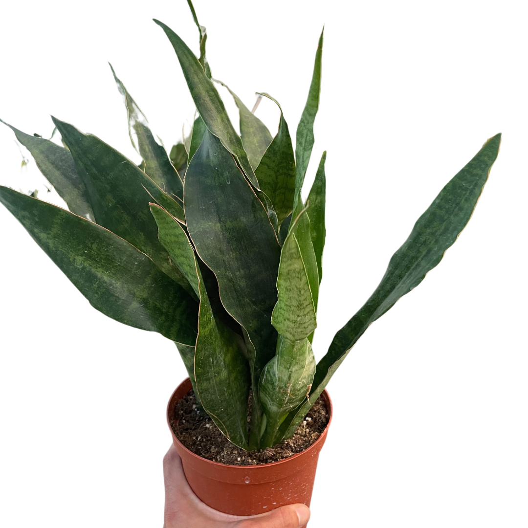 jobii snake plant Snake Plant 'Jaboa' — The Gardeners' Choice