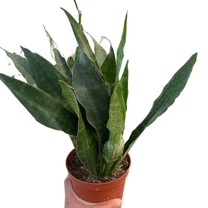 jaboa snake plant Snake Plant 'Jaboa'