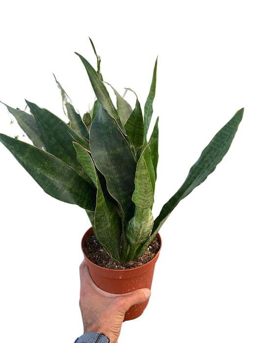 snake plant jaboa Snake Plant 'Jaboa'
