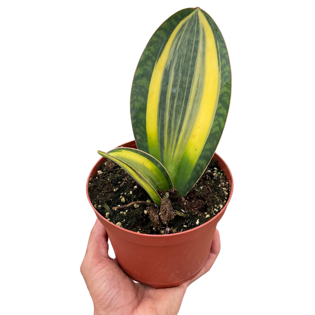 shark fin sansevieria Variegated Shark Fin Snake Plant