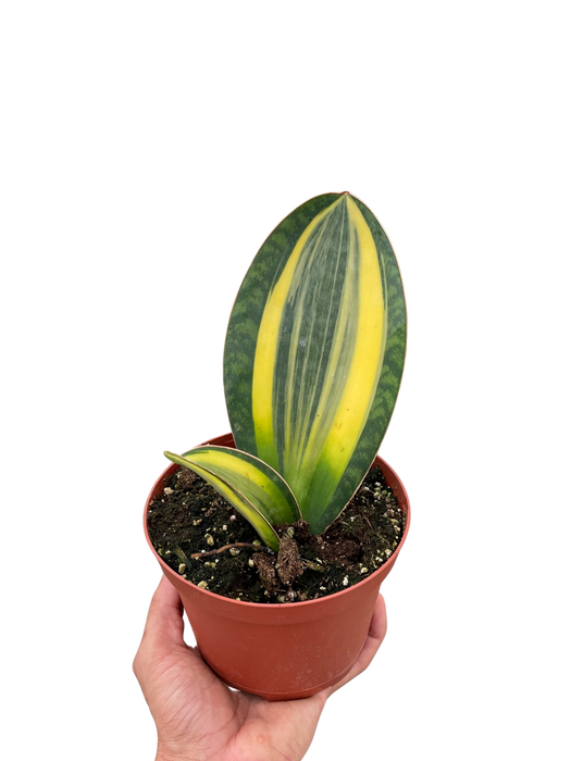 sansevieria shark fin Variegated Shark Fin Snake Plant