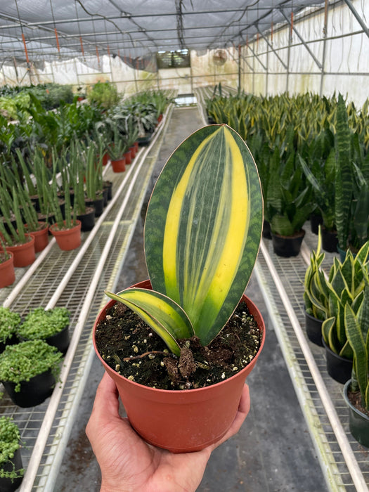 sansevieria masoniana variegata Variegated Shark Fin Snake Plant