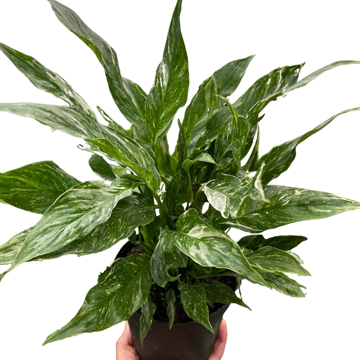 names for peace lily Variegated Spathiphyllum 'Domino' — The Gardeners' Choice