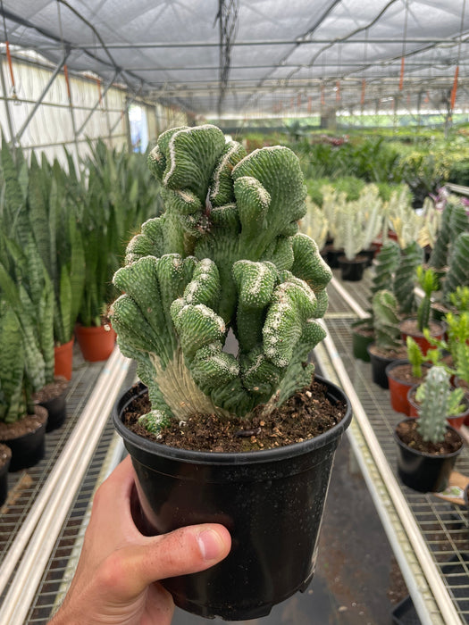 chorus succulent Succulent Cereus Coral Green — The Gardeners' Choice