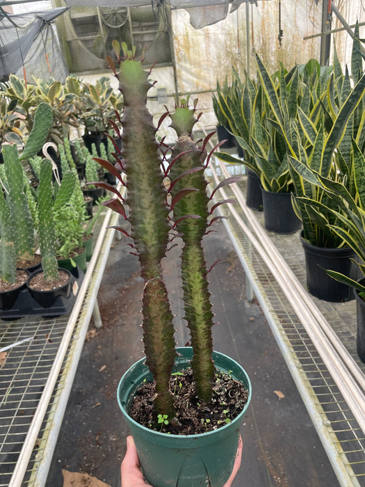 Succulent Euphorbia 'Trigona Rubra'