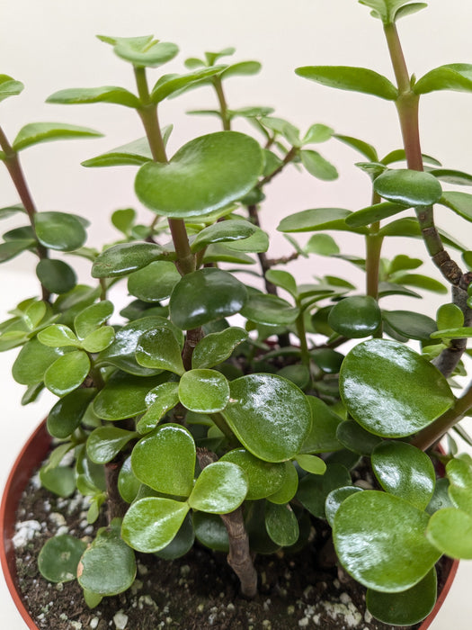 elephant plant succulent care Succulent 'Elephant Bush' — The Gardeners' Choice