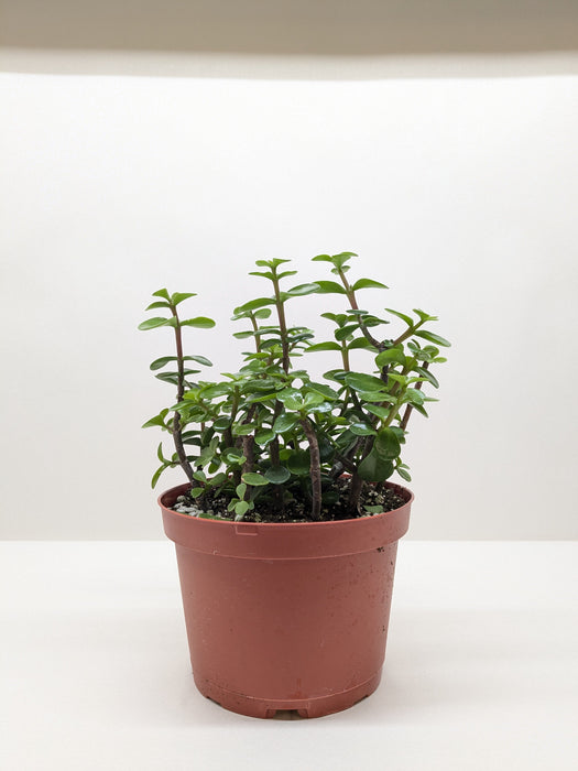 bush type succulents Succulent 'Elephant Bush' 4" Pot