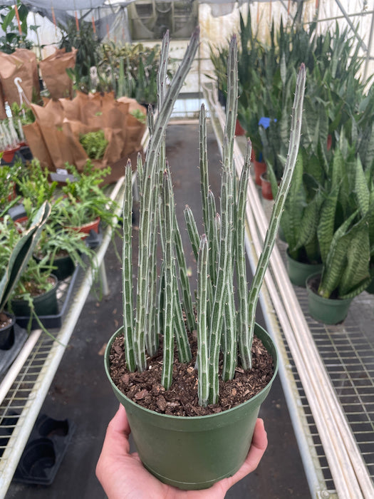 Senecio Stapeliiformis Pickle Plant