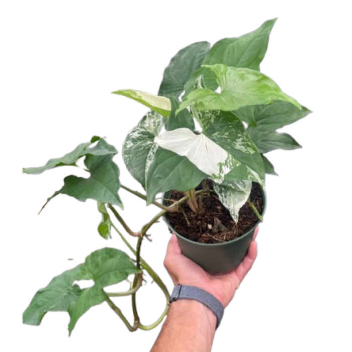 Syngonium 'Albo'