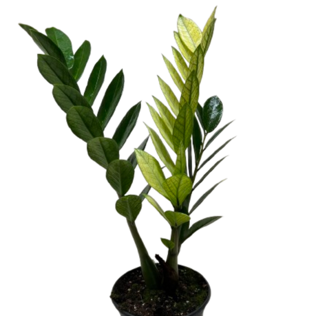 chameleon zz plant care Zamioculcas 'Chameleon' | Rare Yellow Variegated ZZ Plant