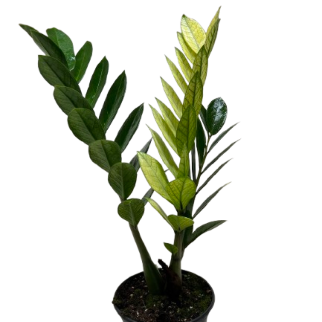 Zamioculcas 'Chameleon' | Rare Yellow Variegated ZZ Plant