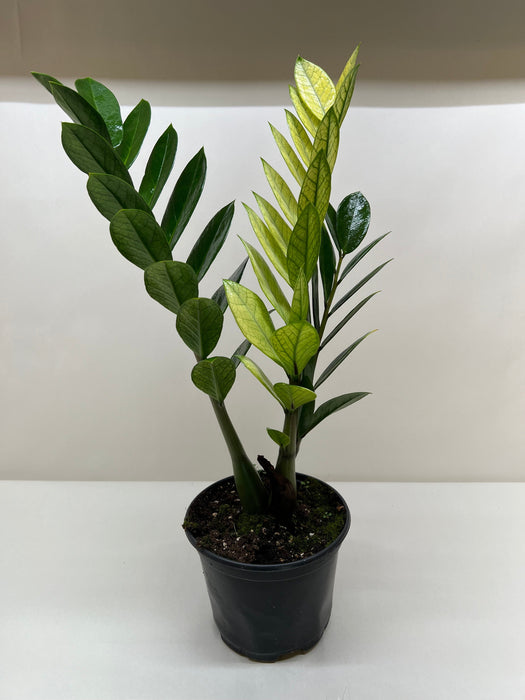 zz eternity plant Zamioculcas 'Chameleon' | Rare Yellow Variegated ZZ Plant