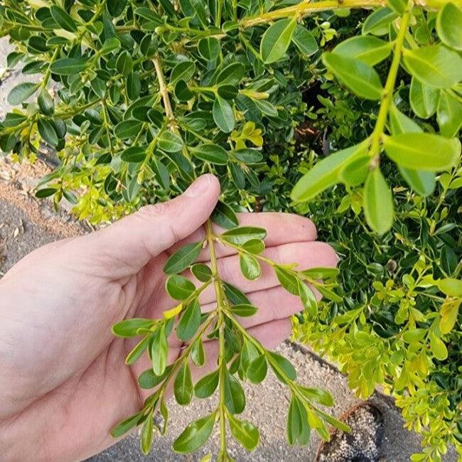 Buxus 'HER2009B03’ PP32275  - BetterBoxwood® Skylight™ Boxwood - Shipped