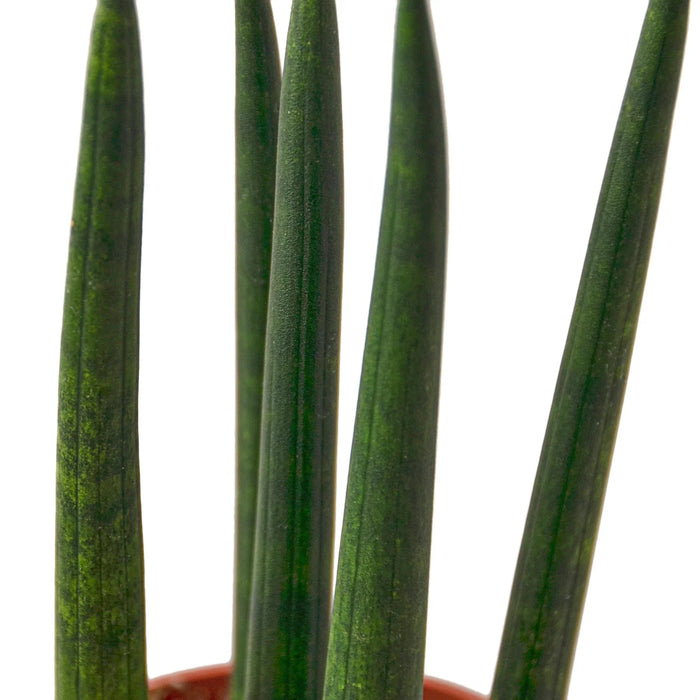 Snake Plant Cylindrica