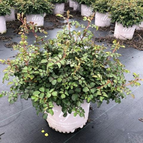 Rosa 'Meifranjin' PP 33,507  - Blushing Drift® Rose - Shipped